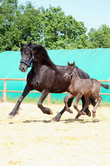 Vitesse